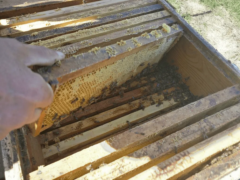 натуральный мёд от пчеловода в Москве 8