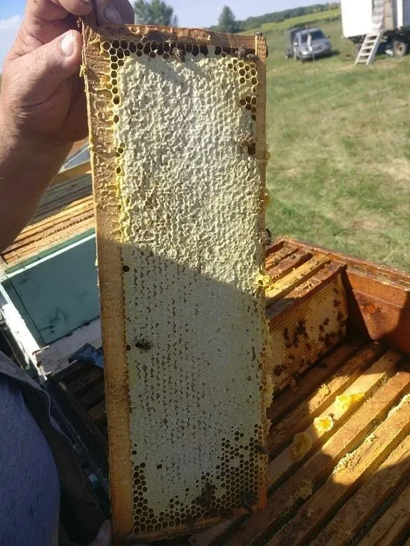 натуральный мёд от пчеловода в Москве 7